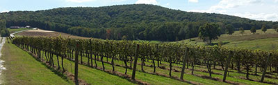 vineyard view